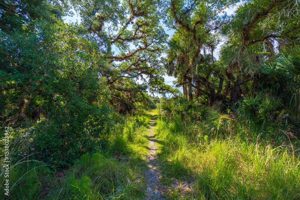 Fototapeta premium Hiking trail in Florida jungle rainforest with green palm trees and wild vegetation. Dense tropical forest ecosystem