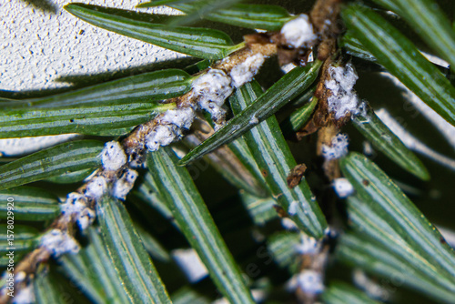 Eastern Hemlock (Tsuga canadensis) Branch Infected With Hemlock Woolly Adelgid (Adelges tsugae) Pest