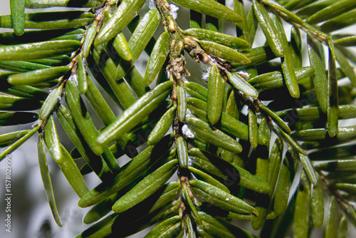 Eastern Hemlock (Tsuga canadensis) Branch Infected With Hemlock Woolly Adelgid (Adelges tsugae) Pest Top View