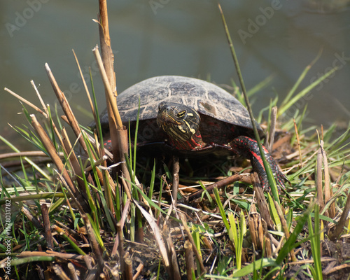 Painted Turtle (Chrysemys picta) Basking In Grass