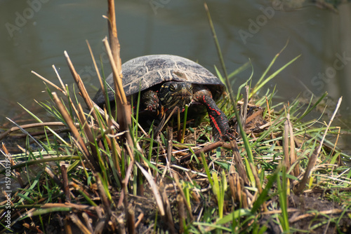 Painted Turtle (Chrysemys picta) Basking In Grass