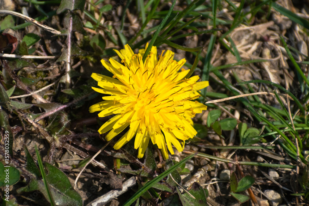 Dandelion (Taraxacum officinale) Flower Close To Ground Dandelion (Taraxacum officinale) Flower Close To Ground