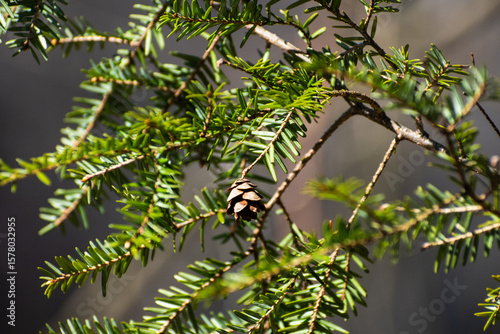 Eastern Hemlock (Tsuga canadensis) Branch With Cone