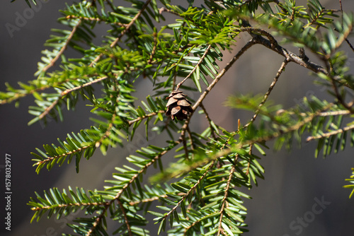 Eastern Hemlock Cone On Branch