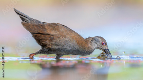 Close-up side view of a Wild spotless crake (Porzana tabuensis) lunging through still water at aquatic vegetation, Australia