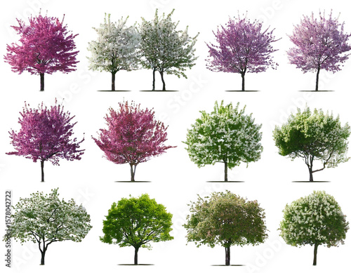 Set of Prunus persica and Prunus avium blossoming frontal street trees isolated png