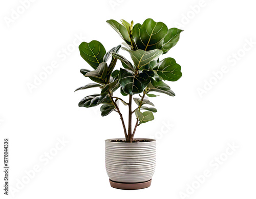 White fiddle leaf fig tree on white background png.