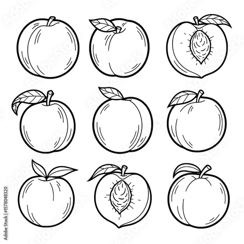 Peach fruit with leaves and seed in detailed line art style
