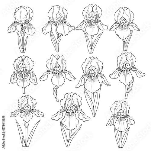 Set of iris flowers outline pattern for decorative design