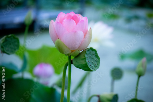 ハスの花