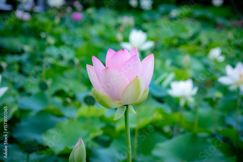 pink lotus flowerハスの花
