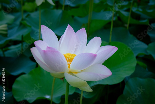pink water lily