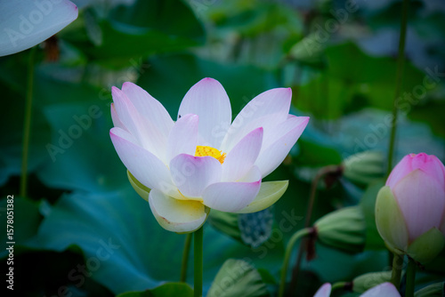 ハスの花