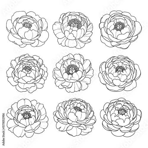 Set of detailed floral pattern with peony outlines for decorative use