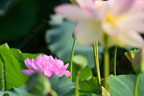 蓮の花
