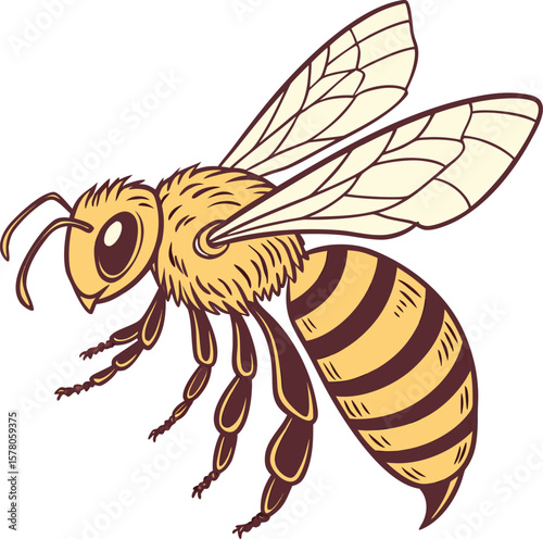 Honeybee illustration with black stripes and translucent wings, a vector graphic for educational and commercial use.