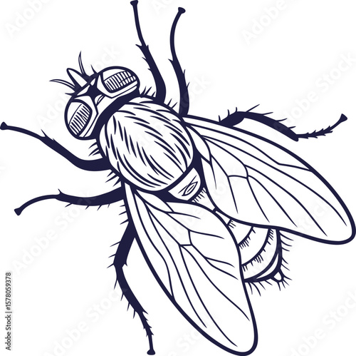 Detailed illustration showing a black and white fly with wings and legs on white background