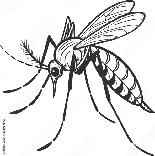 Mosquito artwork in black and white showcases the insect's features with thin lines, offering a detailed view of the winged pest.