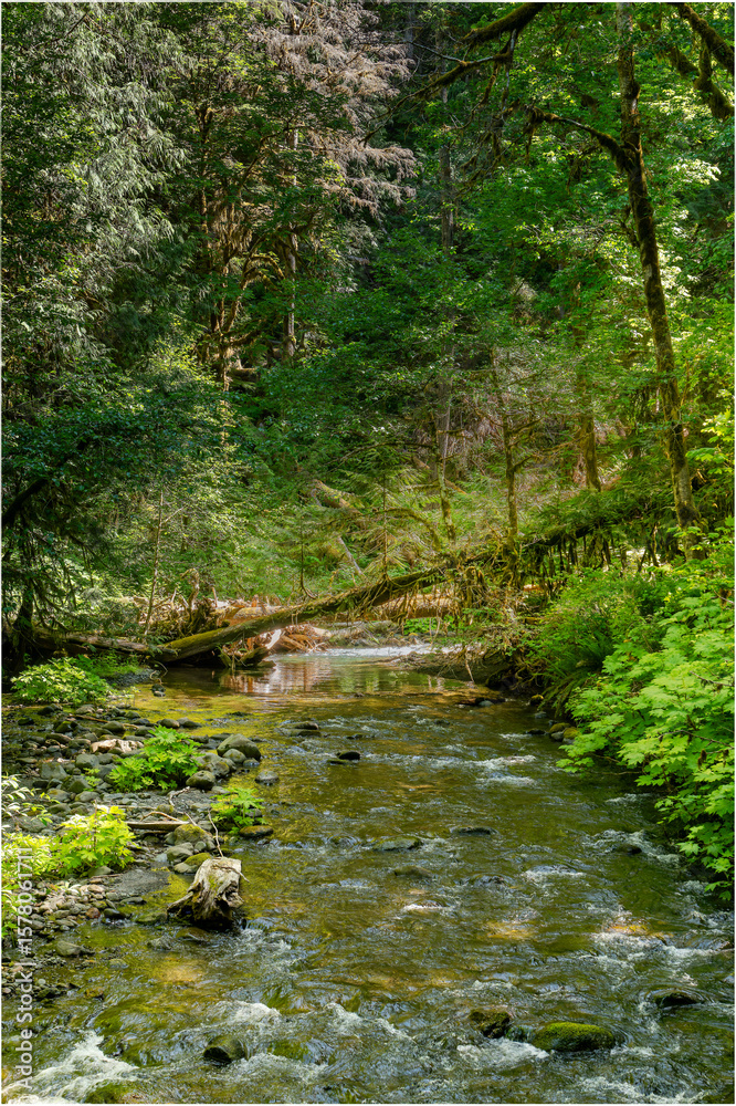 Obraz premium river in the forest