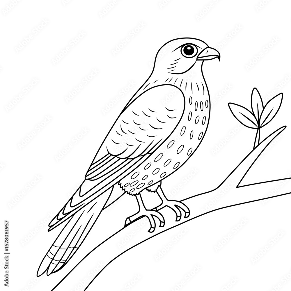 Fototapeta premium Song Thrush line art drawing ink sketch vector hand drawn illustration white background