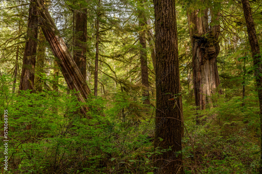 Obraz premium Tree in the Forest