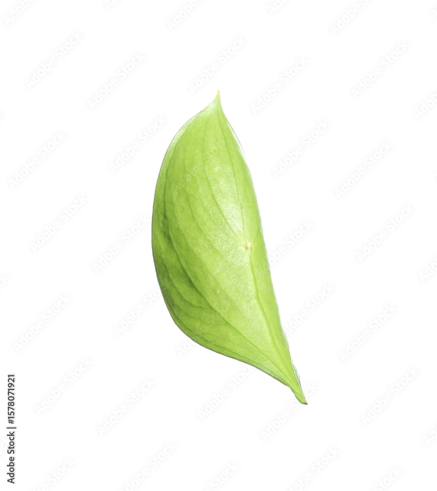 Obraz premium One fresh green Ruscus leaf isolated on white