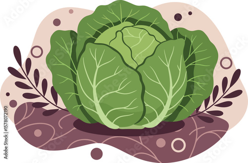 Fresh green cabbage vegetable illustration with decorative background vector design 