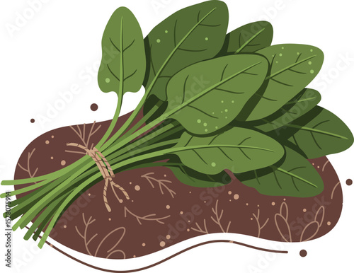 Fresh green spinach leaves with root vegetable illustration in natural style for healthy food design 