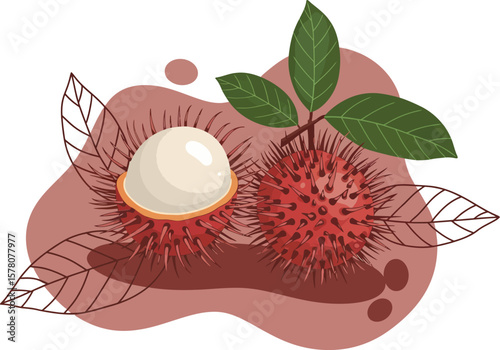 Rambutan fruit fresh tropical exotic sweet peeled and whole with leaves vector illustration 