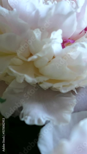 A Close-Up View Of White Peony Flowers Captured With A Camera Moving Left To Right On A Slider, Highlighting Delicate Petals And Soft Focus For A Serene Visual. Vertical.