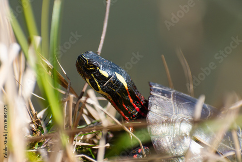 Midland Painted Turtle (Chrysemys picta marginata) In Grass Basking With Water In Background
