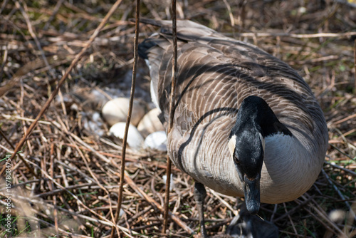 Canada Goose (Branta Canadensis) Mother On Nest With Eggs