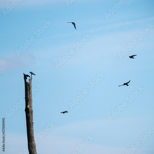 Tree Swallows (Tachycineta bicolor) Flying Around Dead Tree With Some Perched