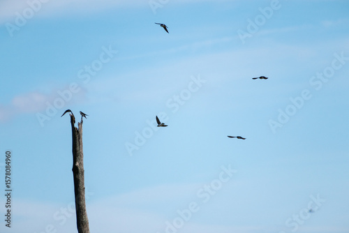 Tree Swallows (Tachycineta bicolor) Flying Around Dead Tree