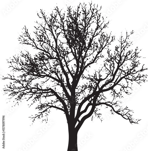 A single bare black vector tree silhouette with branches, isolated on a white background, perfect for any season or landscape illustration
