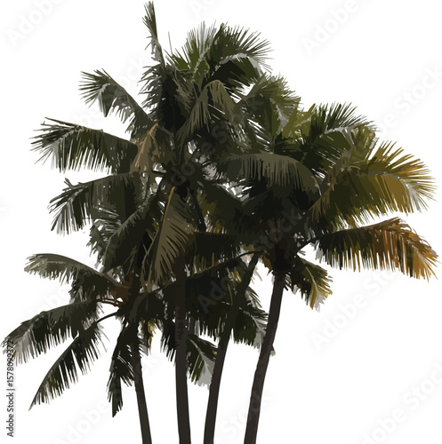 Isolated on white, a green tropical coconut palm tree with lush leaves evokes summer and nature