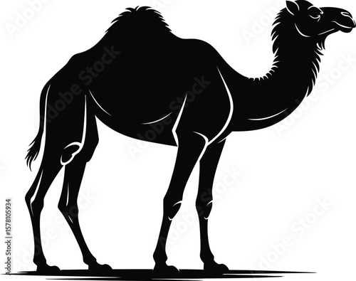 Black camel silhouette standing white animal