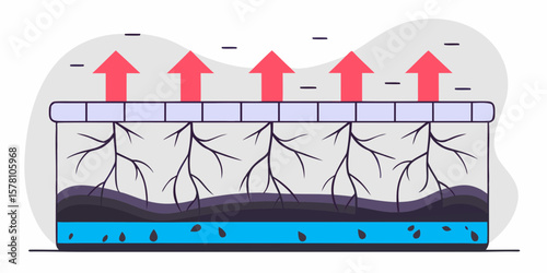 Water Absorption by Plant Roots Vector Illustration