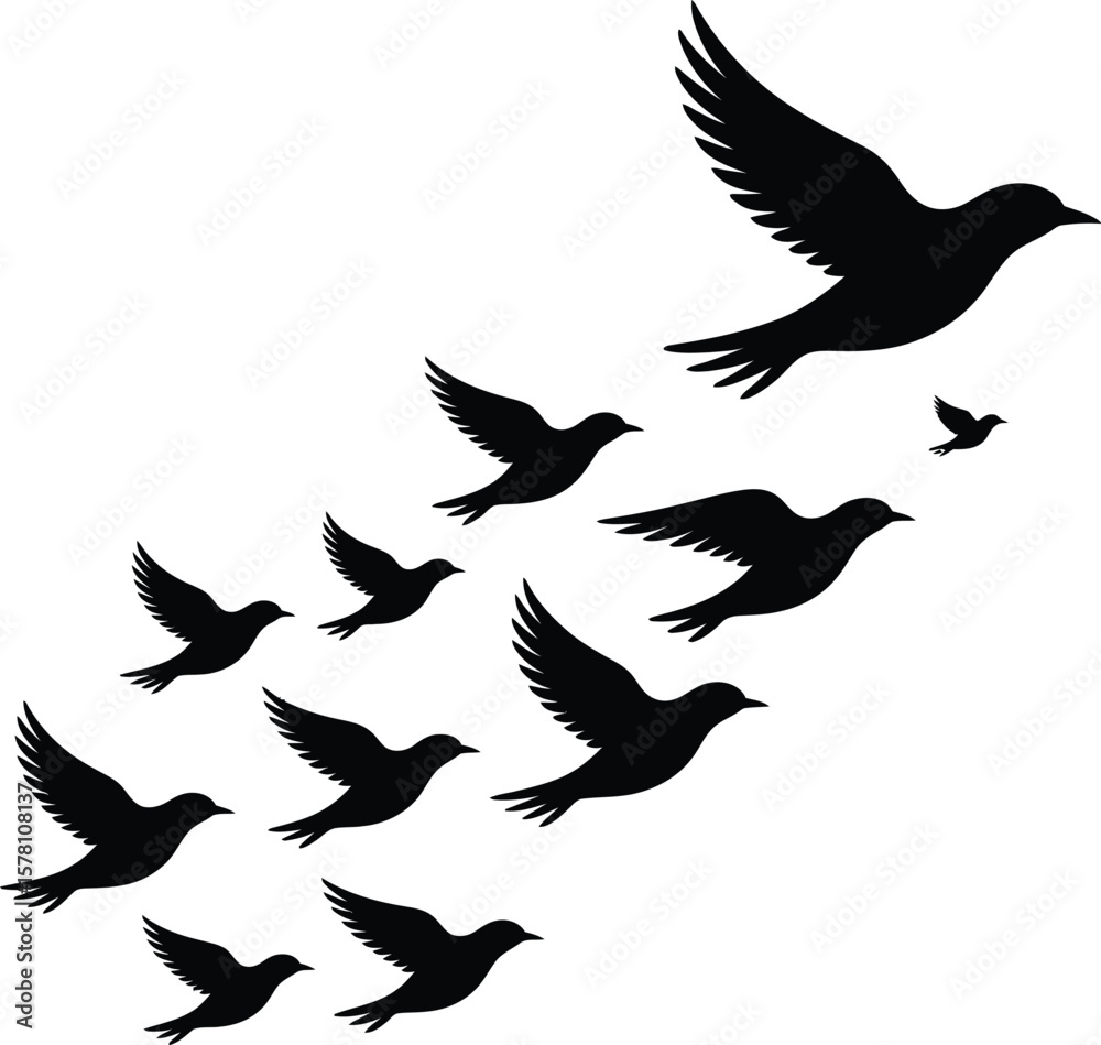 Obraz premium Flock of birds in flight flying silhouette