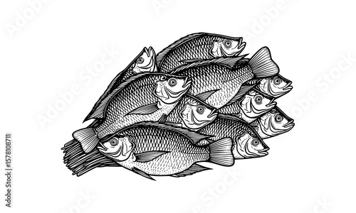 A pile of fish isolated on a white background, detailed illustration