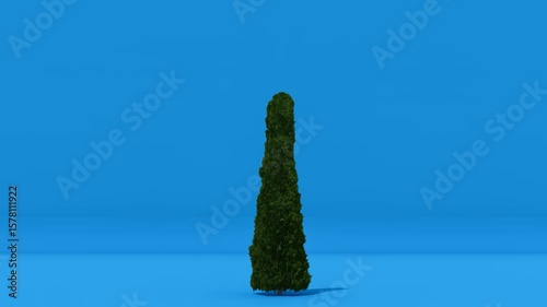 A tall, slender green tree stands on a blue screen background, ideal for compositing into various scenes. suitable for architectural visualizations, nature scenes, or landscape projects