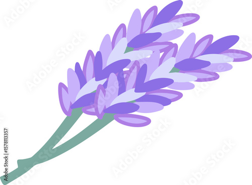 Lavender