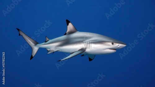 Wallpaper Mural Majestic shark gliding gracefully through the depths of the ocean water Torontodigital.ca