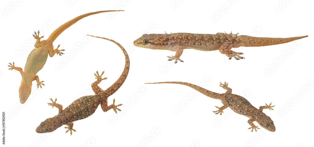 Naklejka premium Several common house geckos (Gekko chinensis) in China taken from different angles on white background.