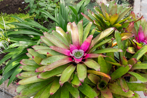 Wallpaper Mural Blooming Neoregelia Bromeliad in Montreal Botanical Garden Torontodigital.ca
