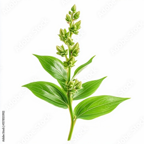 dichapetalum cymosum gifblaar plant large leathery leaves and greenish flowers isolated on white transparent background