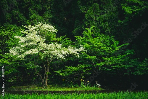 池の景観と白鷺