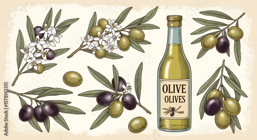 Olive Branch and Oil Illustration