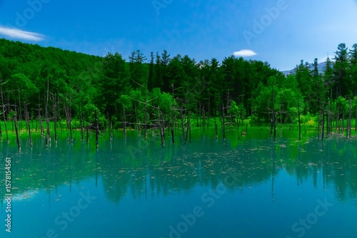 青い池の水没林