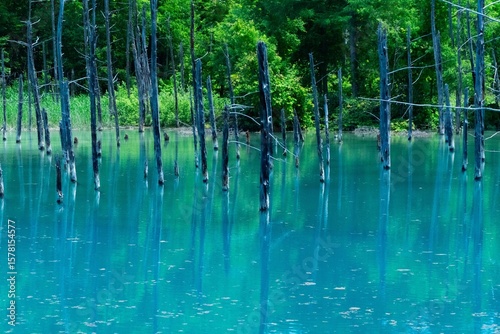 青い池の水没林